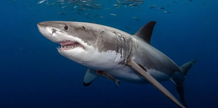 Tunisia: Sharks Without a Hollywood Script