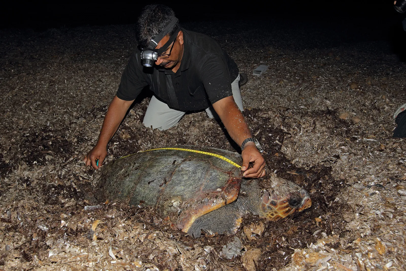 Tortue de mer dans les îles Kuriat. Espèce : Caouannne ; Caretta caretta. Copyright : Louis