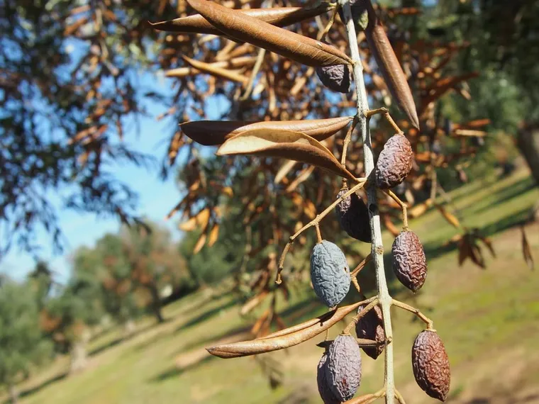 Le tueur en série "Xylella fastidiosa" : l’Ebola des oliviers