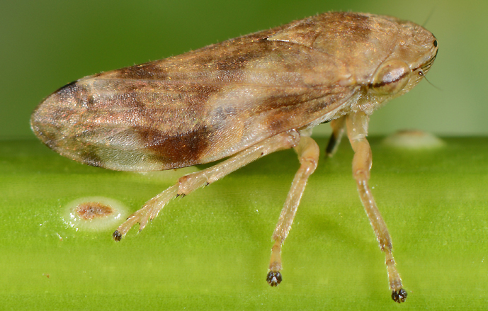 image montrant  la bactérie xylella fastidiosa découverte par l' INRAE