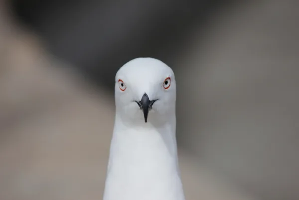 Slender billed gull bird