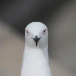 Slender billed gull bird
