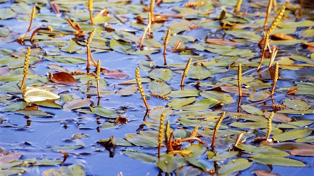 Photo de plante Potamots Potamogeton natans dans le lac qui permettent aux oiseaux de se nourir .Copyright: Christian Fischer