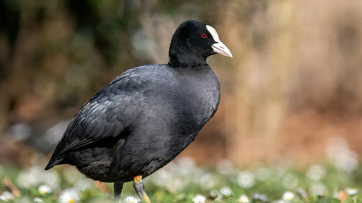 Photo de l'oiseau Foulques Macroule ,noir avec un bec blanc et yeux rouges. C'est une espèce qui migre vers Ichkeul et une espèce phare de la réserve. 