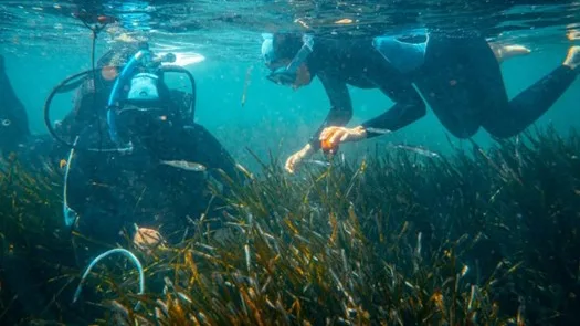Photo des plongeurs de l'association Notre Grand Bleu entrain d'analyser les bancs de Posidonie dans les iles de Kuriat 