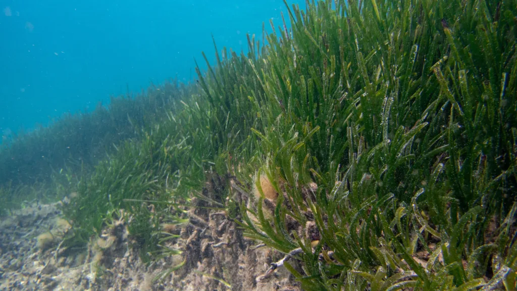 A bank of Posidonia Oceanica meadows in the kuriat islands sea.  