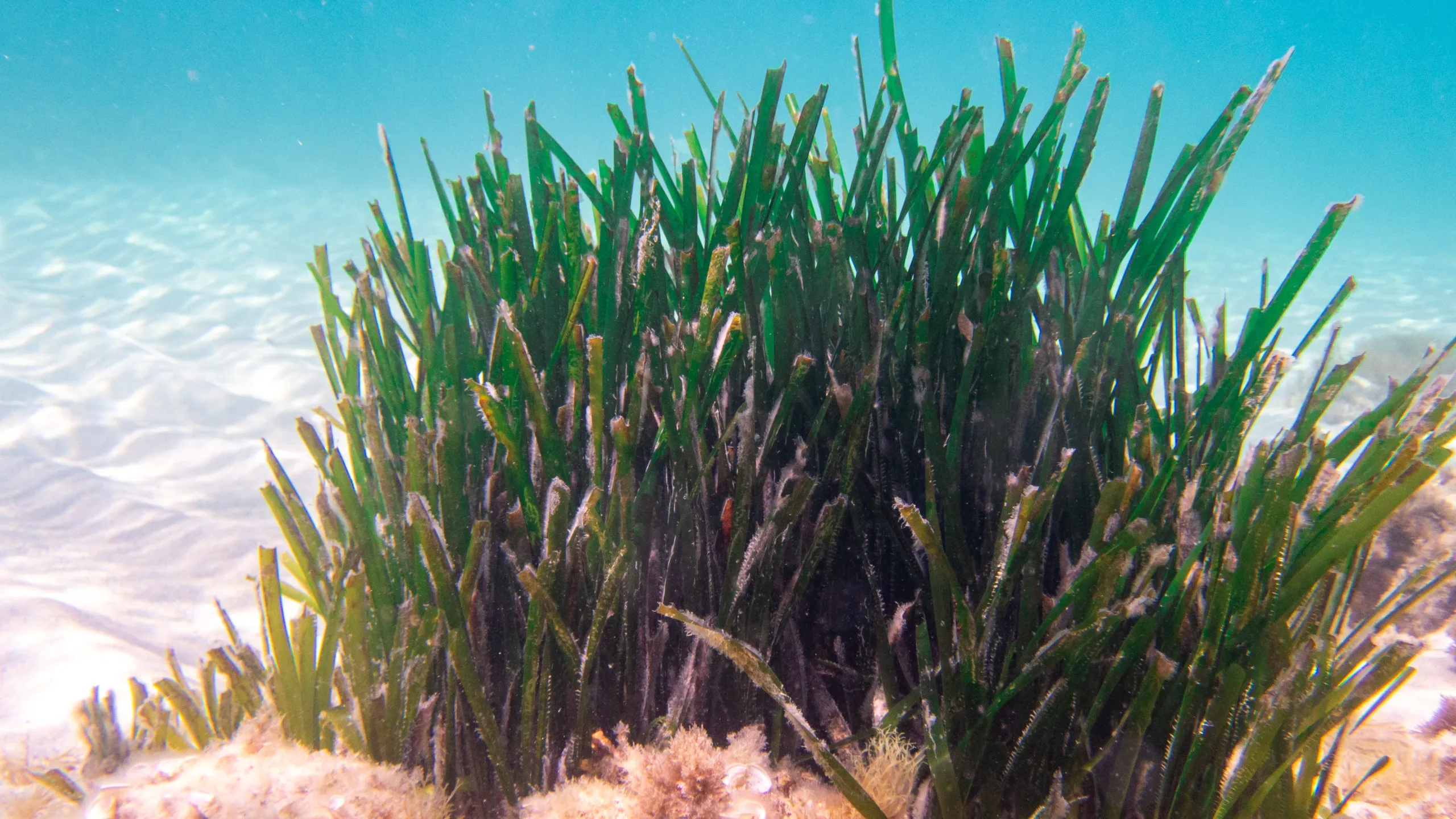 A picture of Posidonia Oceanica plant in the Tunisian Kuriat islands in a shallow water .