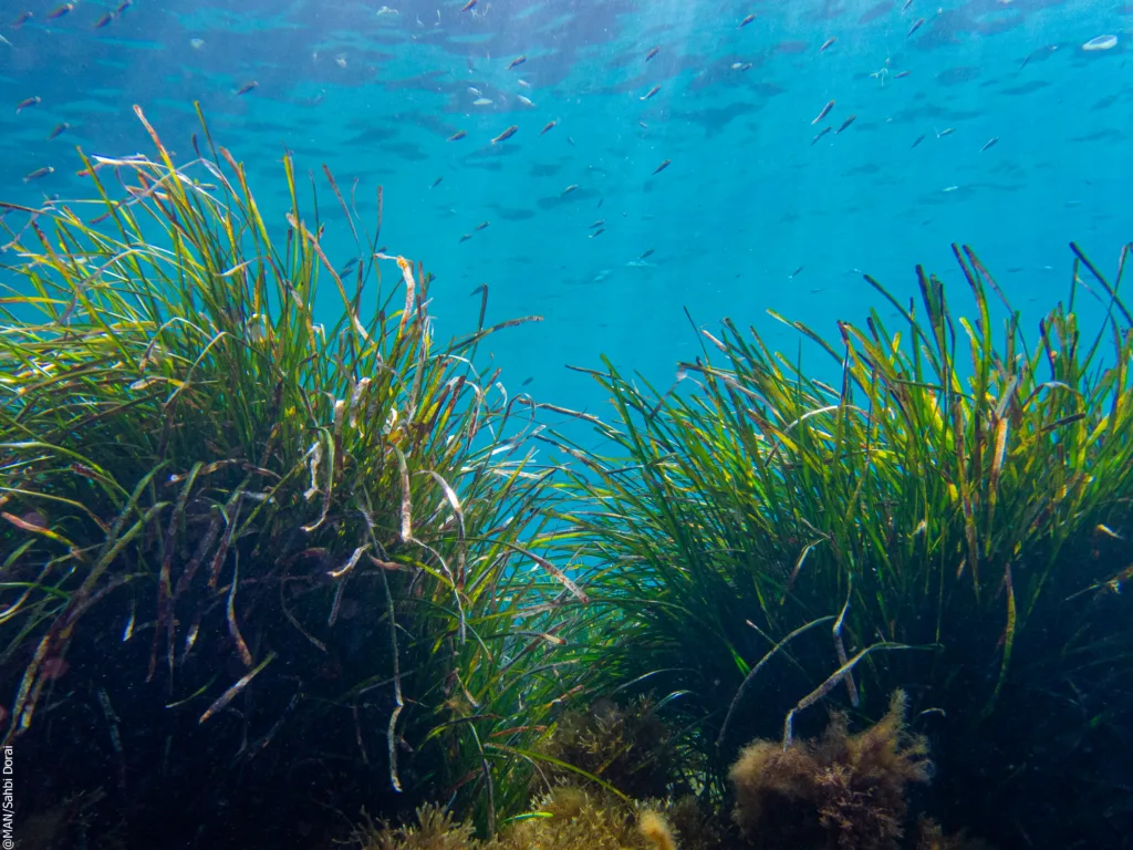 Posidonia Oceanica seagrass