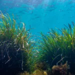 Posidonia Oceanica seagrass