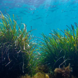 Posidonia Oceanica seagrass