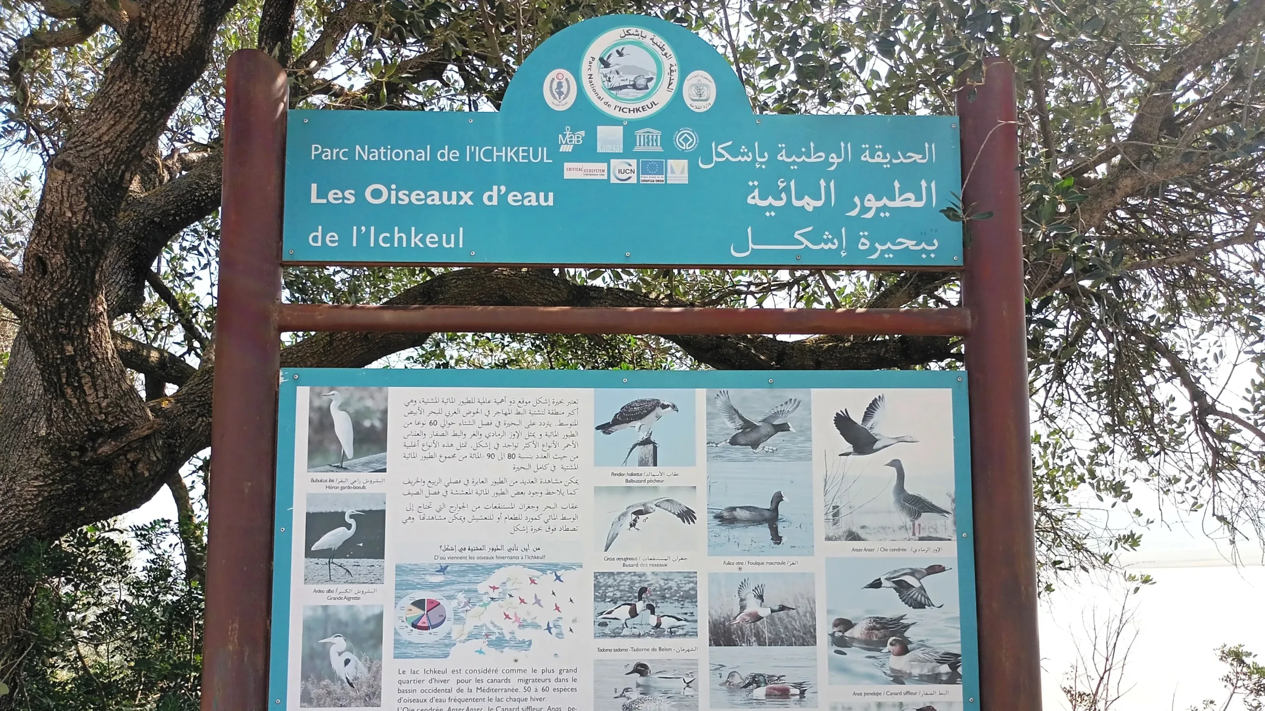 Plaque explicative des espèces présentes dans le parc Ichkeul. Copyright: Ferdaous Jaafar