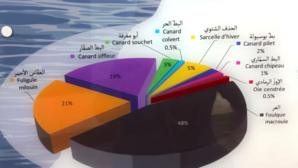 An illustration showing the percentage of each bird species in Lake Ichkeul.