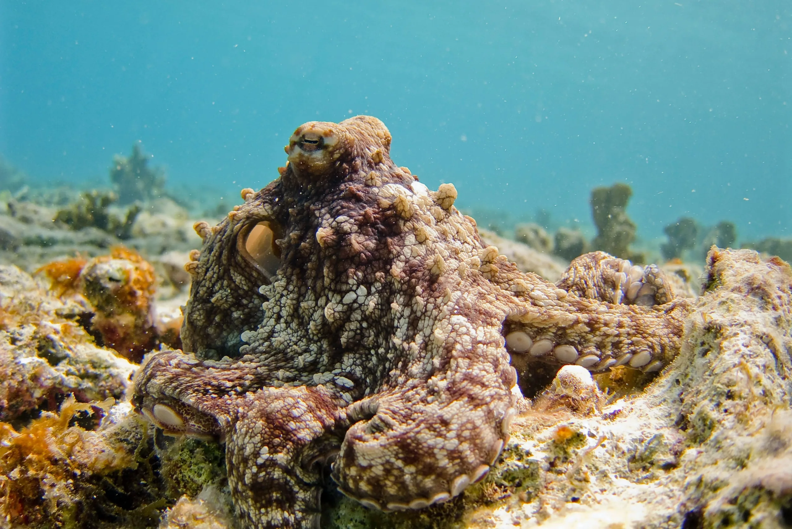 Octopus Decline: A Troubling Trend in Tunisia