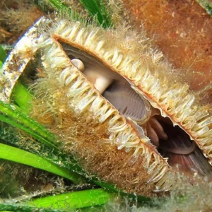 Giant clam called Pinna Nobilis in the sea