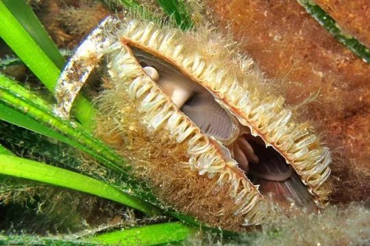 Giant clam called Pinna Nobilis in the sea