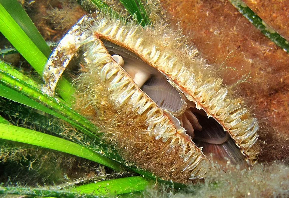Giant clam called Pinna Nobilis in the sea