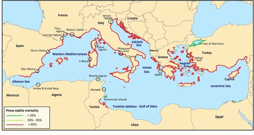 a figure illustrating the resilient live populations are still persisting and remaining viable in the Med Sea. The current (November 2020) status of Pinna nobilis populations in the Mediterranean Sea after the parasitic outbreak in 2016 ( Source: The Fan Mussel Pinna nobilis on the Brink of Extinction in the Mediterranean, Katsanevakis et al.,2021)