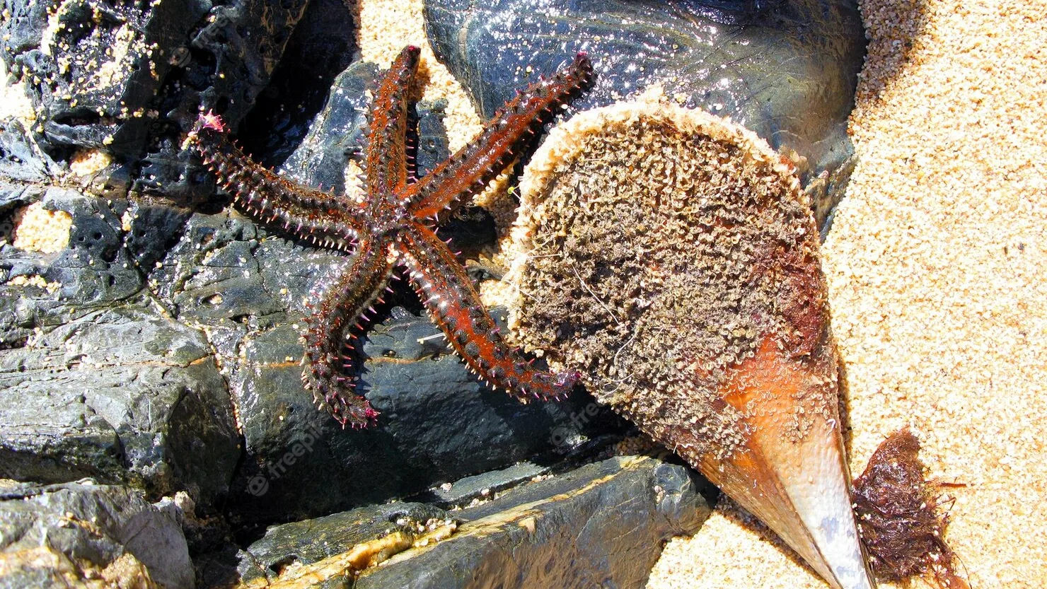 Large Starfish next to a Giant Clam Pinna Nobilis-rocks-near-sea-close-up-marthasterias