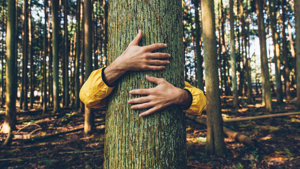 Hands holding a tree. 