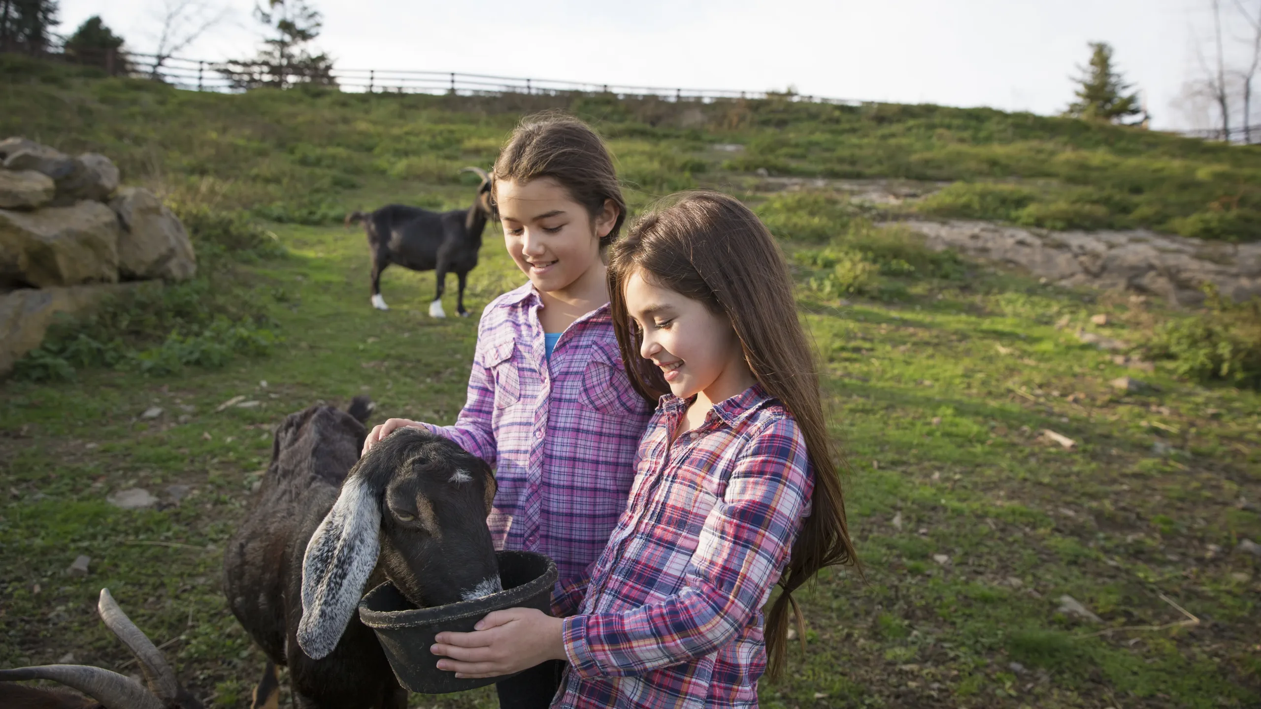 Two children, young girls, in the goat enclosure at an animal sanctuary. 