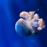 White spotted jellyfish underwater. Phyllorhiza punctata