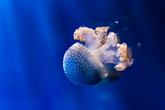White spotted jellyfish underwater. Phyllorhiza punctata