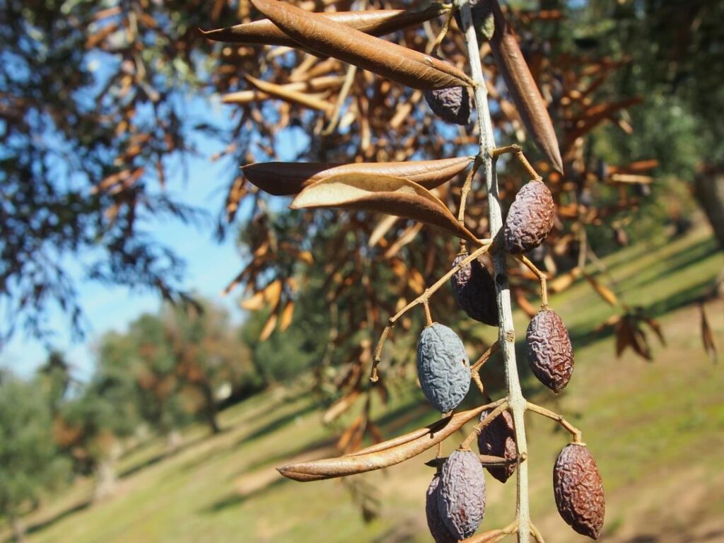 Olives infectée par la Bacterie Xylella fastidiosa. 
Copyright : FAO images 