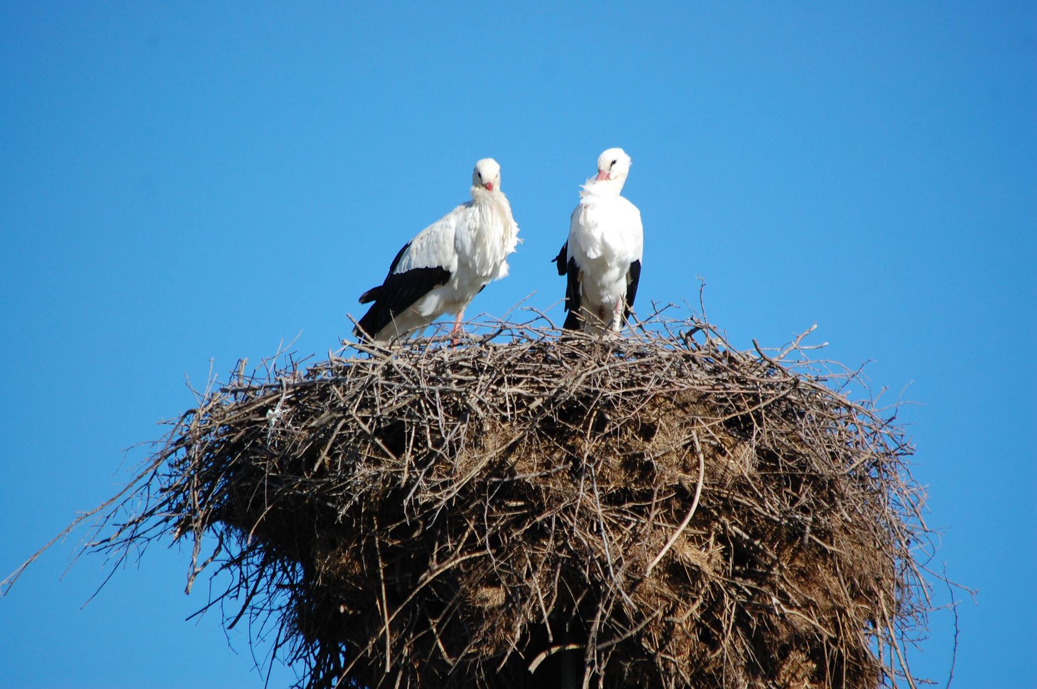 Birds on the top of trees 
